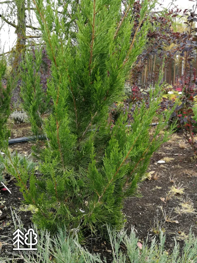 Juniperus chinensis   'Spartan'